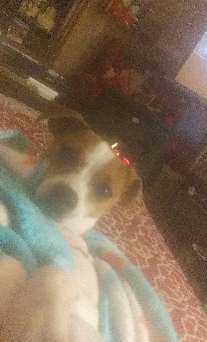 Samantha joined the competition — help win amazing prizes! carnivore, cloud, comfort, companion_dog, dog, dog_breed, ear, fawn, felidae, flooring, foot, fur, hardwood, human_leg, paw, small_to_medium_sized_cats, tail, tints_and_shades, whiskers, wood