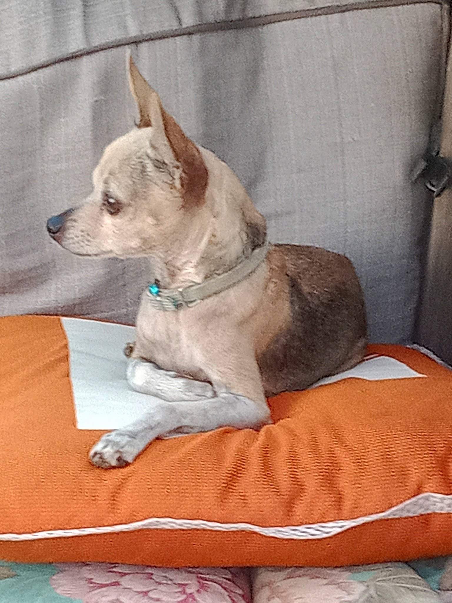 Mimi is registered to the contest to win money with this photo: ancient_dog_breeds, canidae, carnivore, collar, comfort, companion_dog, dog, dog_breed, dog_collar, dog_supply, fawn, linens, non_sporting_group, paw, pet_supply, sporting_group, tail, terrestrial_animal, working_animal