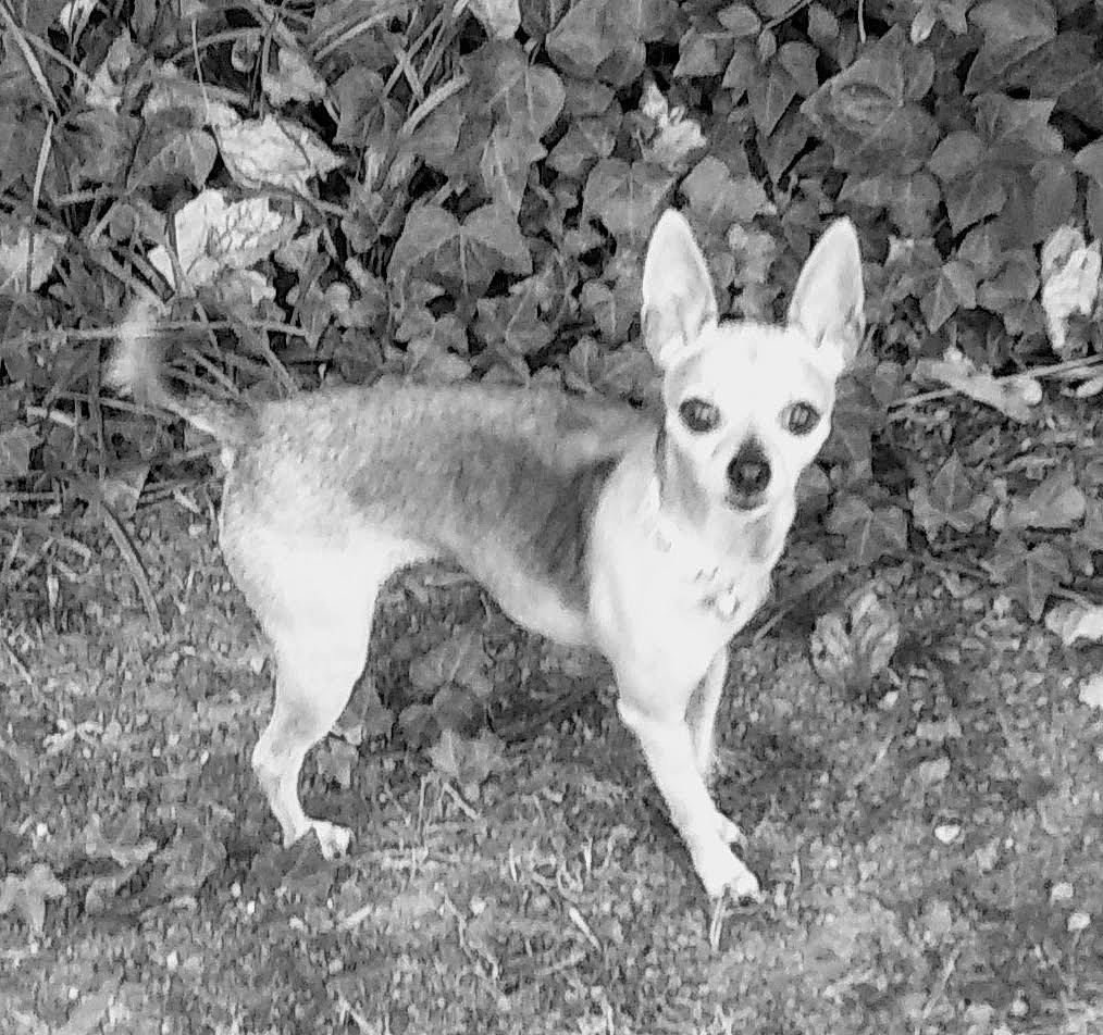 Mimi is registered to the contest to win money with this photo: canidae, carnivore, chihuahua, companion_dog, dog, dog_breed, fawn, grass, monochrome, monochrome_photography, plant, puppy, russkiy_toy, snout, sporting_group, tail, terrestrial_animal, toy_dog, whiskers, working_animal
