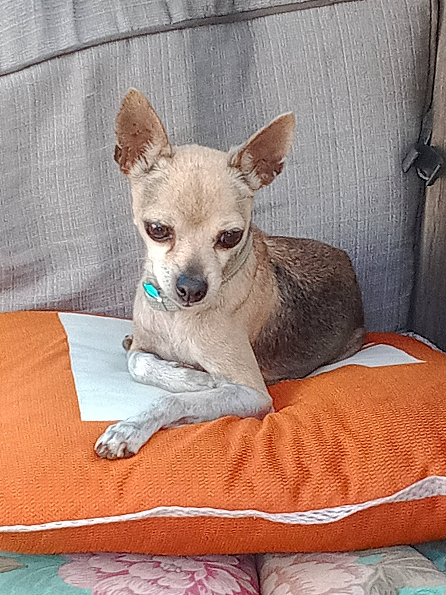 Mimi joined the competition — help win amazing prizes! canidae, carnivore, chihuahua, comfort, companion_dog, couch, dog, dog_breed, dog_supply, fawn, linens, paw, pet_supply, snout, sporting_group, tail, terrestrial_animal, toy_dog, whiskers, working_animal