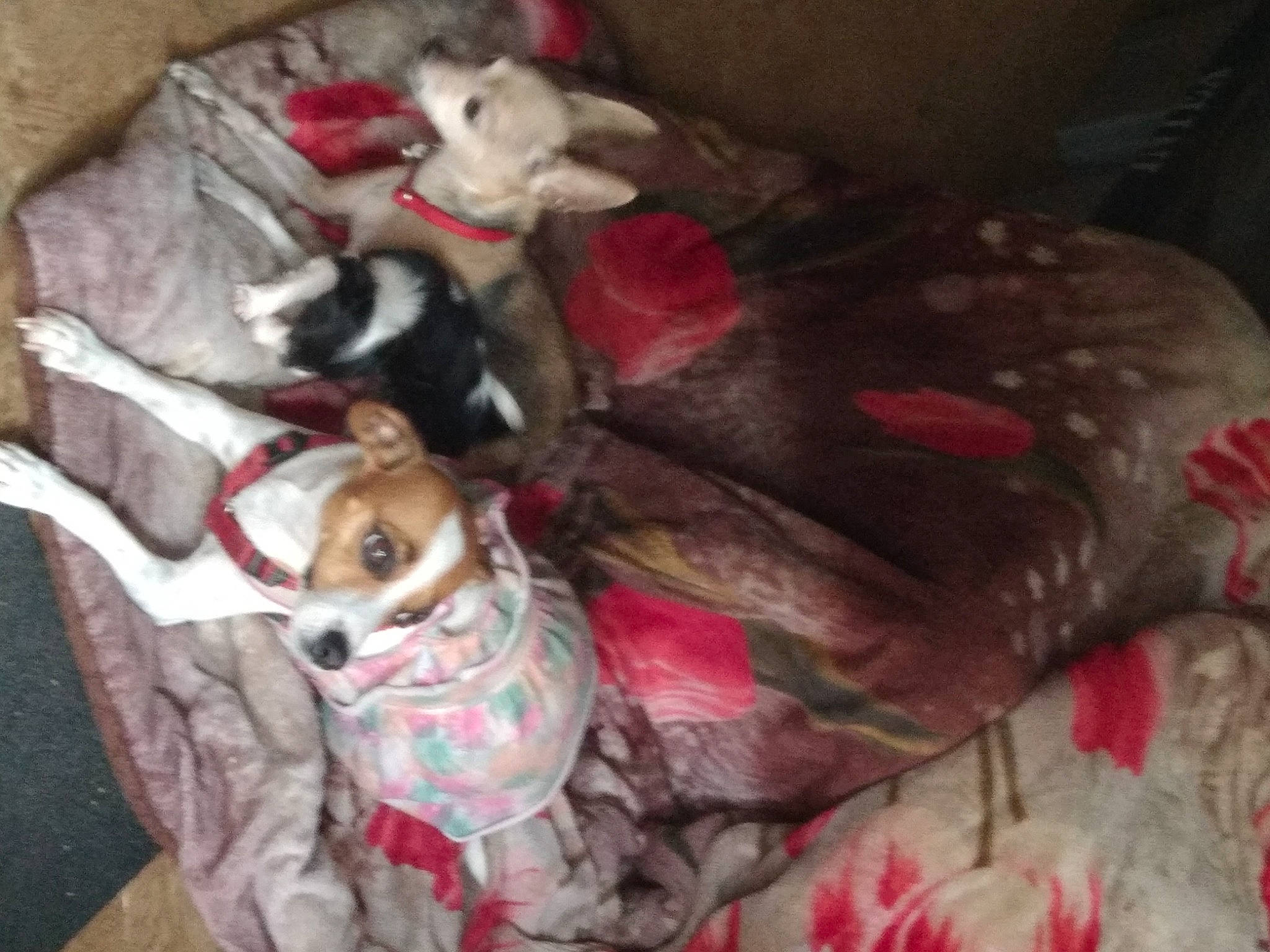 Maryjane is registered to the contest to win money with this photo: canidae, carnivore, comfort, companion_dog, couch, dog, dog_breed, dog_supply, fawn, felidae, fur, linens, nap, non_sporting_group, paw, snout, sporting_group, tail, toy_dog, working_animal