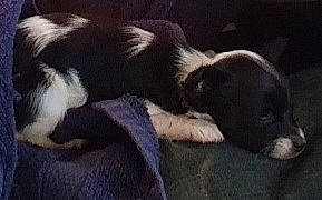 Maryjane is registered to the contest to win money with this photo: borador, bored, canidae, carnivore, comfort, companion_dog, dog, dog_breed, fur, nap, snout, sporting_group, tail, terrestrial_animal, working_animal