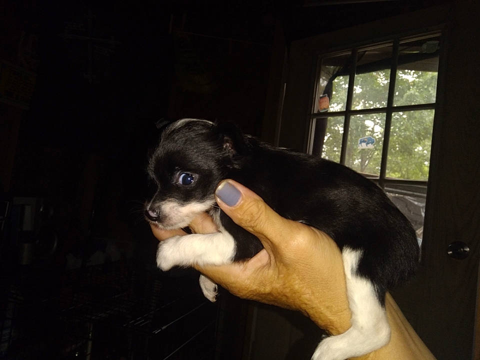 Maryjane is registered to the contest to win money with this photo: beer, bored, canidae, carnivore, companion_dog, dog, dog_breed, fur, guard_dog, nail, paw, puppy, puppy_love, snout, sporting_group, tail, whiskers, window, working_animal, working_dog