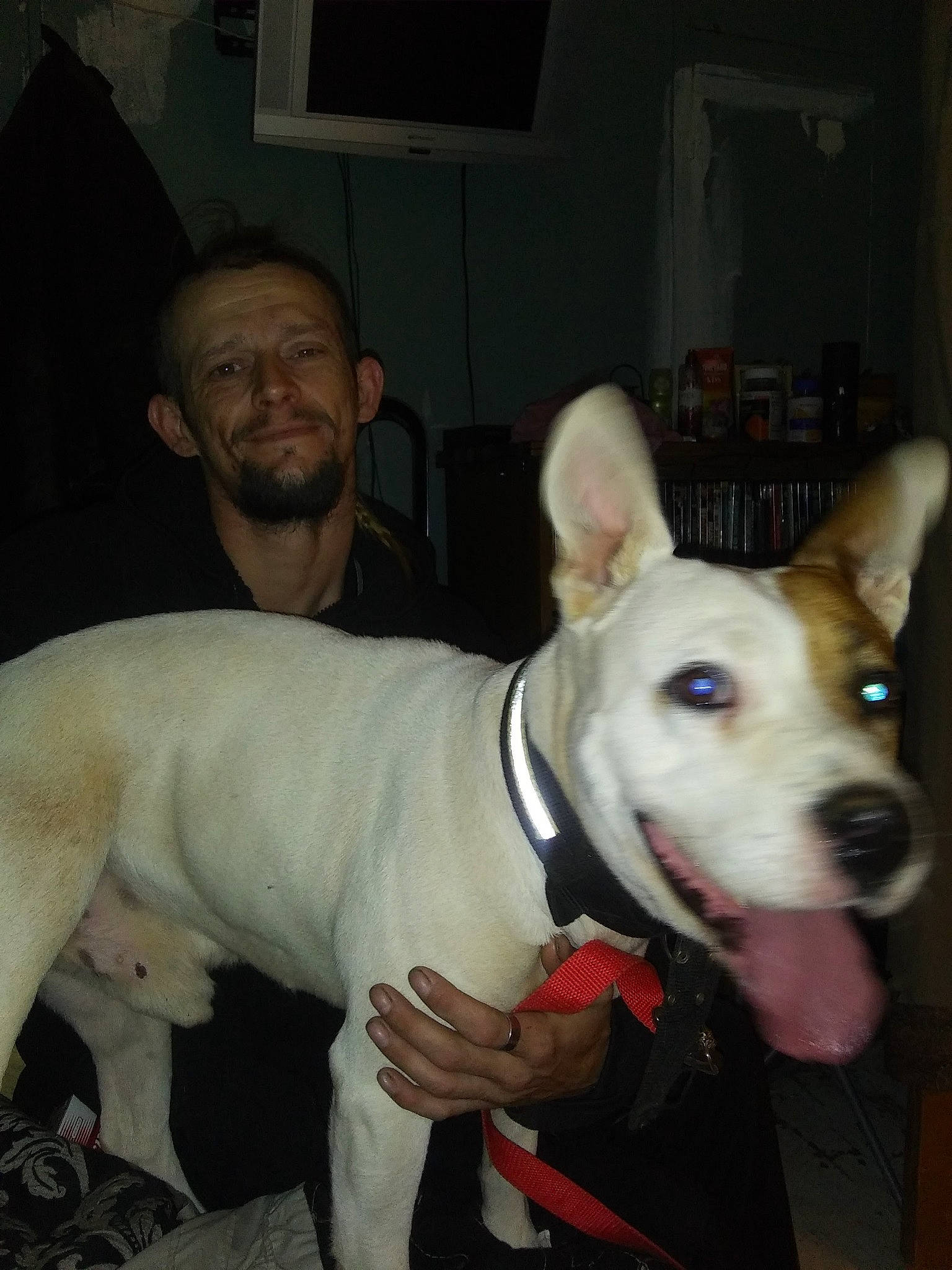 Gatorade joined the competition — help win amazing prizes! ancient_dog_breeds, bull_terrier, canidae, carnivore, collar, companion_dog, dog, dog_breed, dog_collar, ear, fawn, fur, non_sporting_group, old_english_terrier, picture_frame, snout, sporting_group, television, whiskers, working_animal