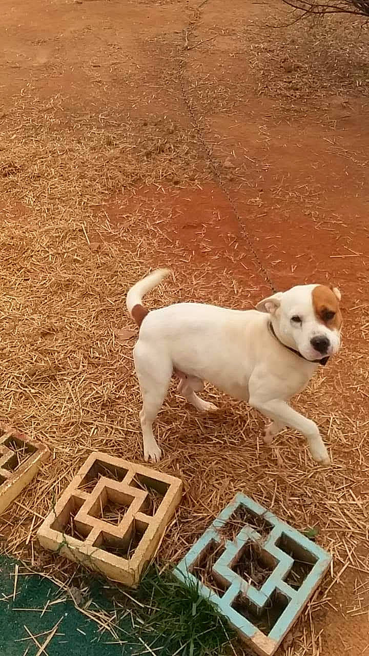 Gatorade joined the competition — help win amazing prizes! canidae, carnivore, collar, companion_dog, dog, dog_breed, fawn, field, grass, hunting_dog, non_sporting_group, pet_supply, rectangle, snout, soil, sporting_group, tail, terrestrial_animal, working_animal