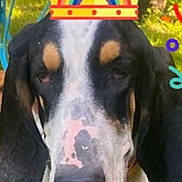 Vainqueur a rejoint le concours — aidez-le/la à gagner de superbes lots ! animal, animal_face, black_and_white, canine, closeup, cute, digital_sticker, dog, ears, grass, happy, nature, outdoor, pet, playful, portrait, rainbow_crown, summer, tongue, tongue_out