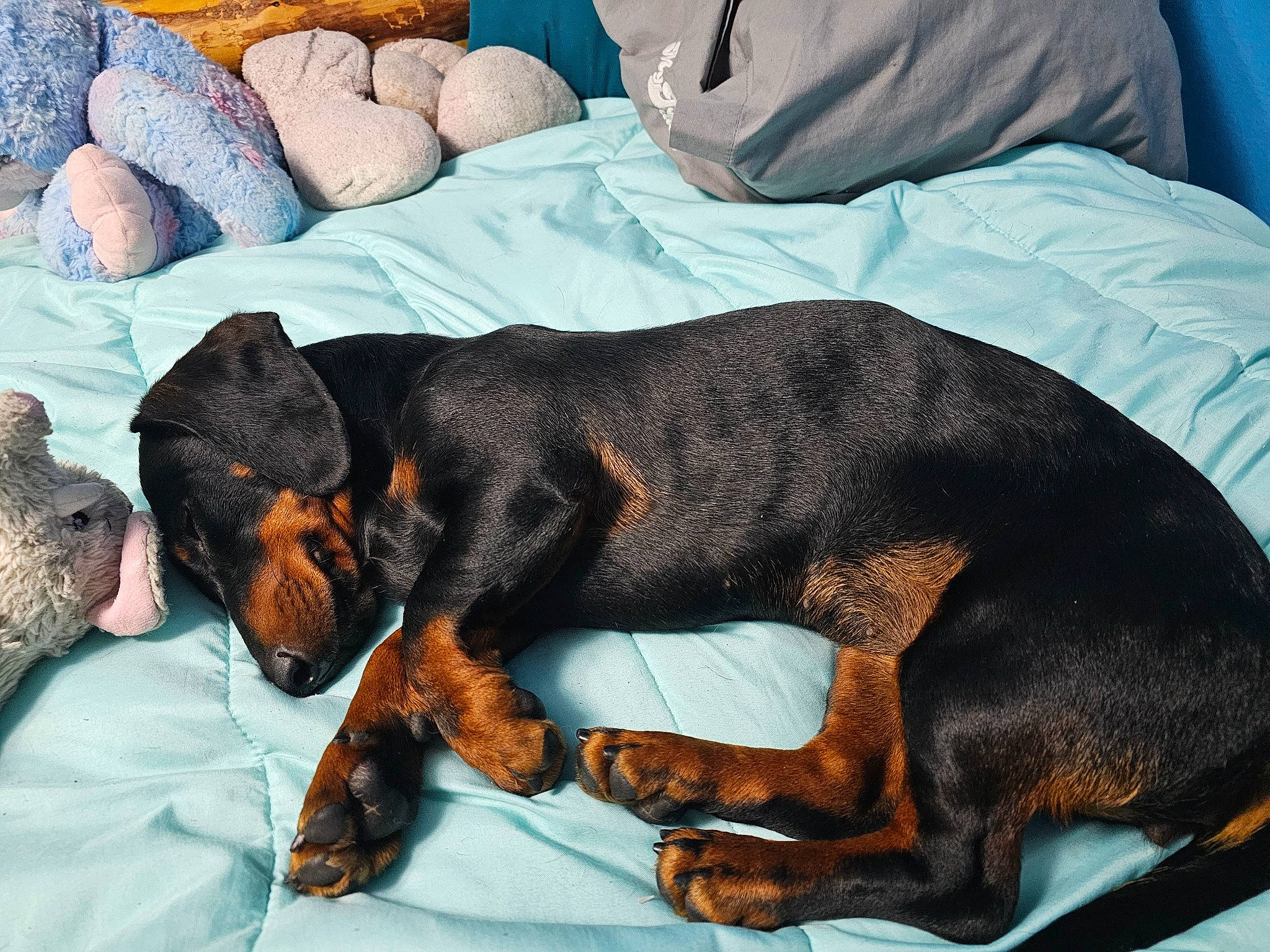 Maggie May joined the competition — help win amazing prizes! canidae, carnivore, comfort, companion_dog, dobermann, dog, dog_breed, guard_dog, hound, liver, montenegrin_mountain_hound, paw, pinscher, scent_hound, snout, sporting_group, tail, toy_dog, working_animal, working_dog