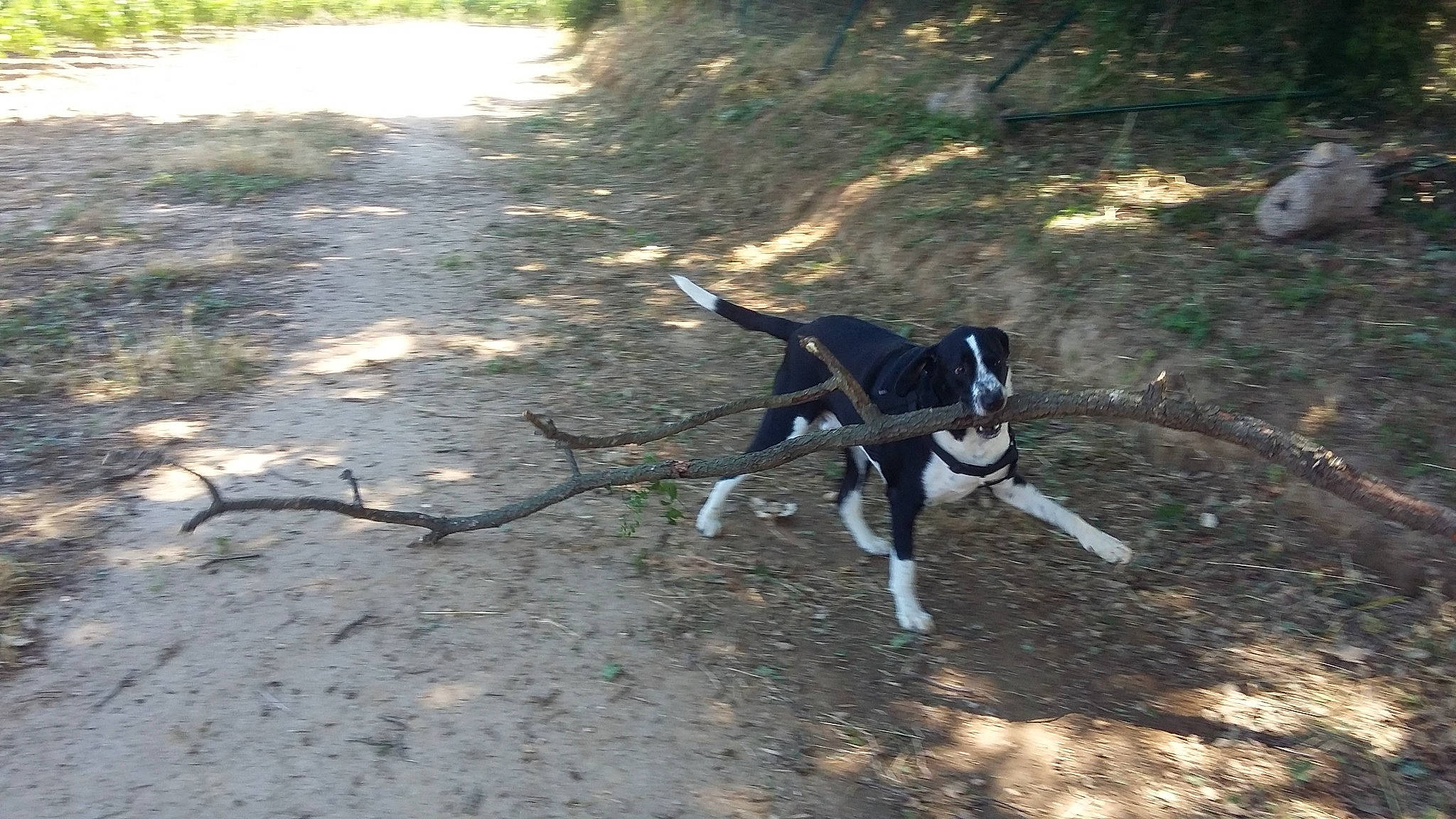 Iron a rejoint le concours — aidez-le/la à gagner de superbes lots ! carnivore, collar, companion_dog, dog, dog_breed, dog_collar, grass, leash, non_sporting_group, plant, rampur_greyhound, recreation, shadow, snout, soil, tail, terrestrial_animal, tree, working_animal, working_dog