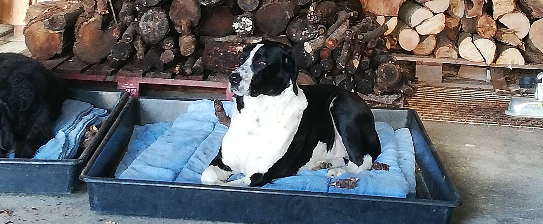 Iron a rejoint le concours — aidez-le/la à gagner de superbes lots ! canidae, carnivore, companion_dog, dog, dog_breed, fawn, flightless_bird, fur, guard_dog, hunting_dog, non_sporting_group, sitting, snout, sporting_group, vehicle_door, winter, working_animal, working_dog, world