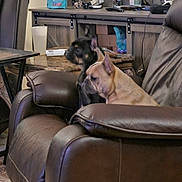 Makoto joined the competition — help win amazing prizes! dog, french_bulldog, brown_leather_chair, indoor, pet, furniture, desk, toy, plastic_cup, bag, black_dog, tan_dog, recliner, living_room, pet_supplies, wooden_furniture, household, animal, companion, domestic