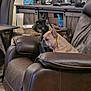 dog, french_bulldog, brown_leather_chair, indoor, pet, furniture, desk, toy, plastic_cup, bag, black_dog, tan_dog, recliner, living_room, pet_supplies, wooden_furniture, household, animal, companion, domestic