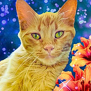 Tiger Lily is registered to the contest to win money with this photo: animal, background, bokeh, cat, close_up, colorful, cute, domestic_cat, feline, flower, fluffy, green_eyes, nature, orange_cat, orange_flower, pet, portrait, soft_focus, vibrant, whiskers