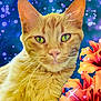 animal, background, bokeh, cat, close_up, colorful, cute, domestic_cat, feline, flower, fluffy, green_eyes, nature, orange_cat, orange_flower, pet, portrait, soft_focus, vibrant, whiskers
