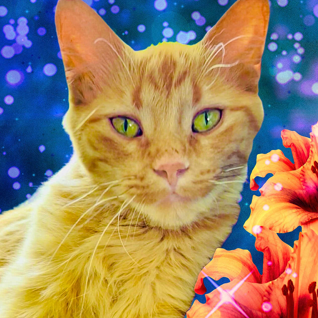 Tiger Lily is registered to the contest to win money with this photo: animal, background, bokeh, cat, close_up, colorful, cute, domestic_cat, feline, flower, fluffy, green_eyes, nature, orange_cat, orange_flower, pet, portrait, soft_focus, vibrant, whiskers