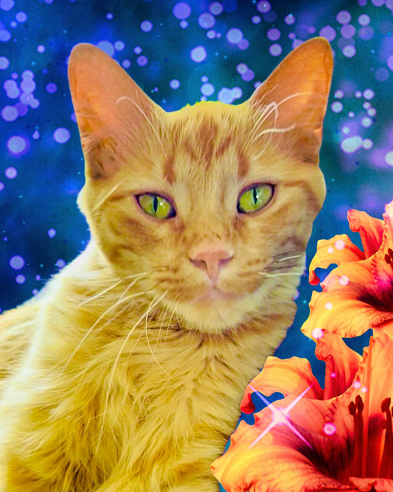 Tiger Lily is registered to the contest to win money with this photo: animal, background, bokeh, cat, close_up, colorful, cute, domestic_cat, feline, flower, fluffy, green_eyes, nature, orange_cat, orange_flower, pet, portrait, soft_focus, vibrant, whiskers