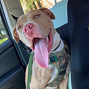Camo is registered to the contest to win money with this photo: dog, tongue_out, car_interior, seat, harness, leash, window, sunlight, happy, pet, canine, vehicle, seatbelt, pink_nose, ears, fur, collar, daytime, outdoor_view, relaxed