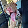 dog, tongue_out, car_interior, seat, harness, leash, window, sunlight, happy, pet, canine, vehicle, seatbelt, pink_nose, ears, fur, collar, daytime, outdoor_view, relaxed