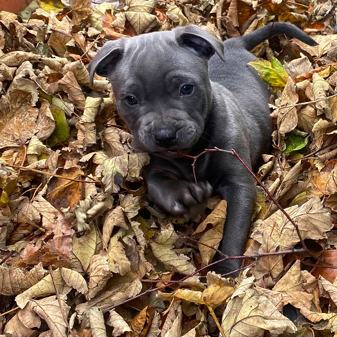 Derek joined the competition — help win amazing prizes! canidae, carnivore, companion_dog, dog, dog_breed, fawn, grass, hunting_dog, liver, molosser, non_sporting_group, plant, rock, snout, soil, sporting_group, terrestrial_animal, toy_dog, wildlife, working_animal