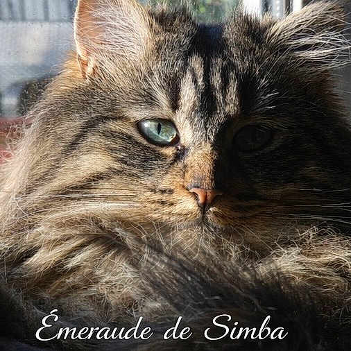 Yuki a rejoint le concours — aidez-le/la à gagner de superbes lots ! cat, tabby, long_hair, green_eyes, sunlight, window, portrait, feline, pet, close_up, cozy, fur, whiskers, indoor, relaxed, animal, cute, sleepy, face, text_overlay