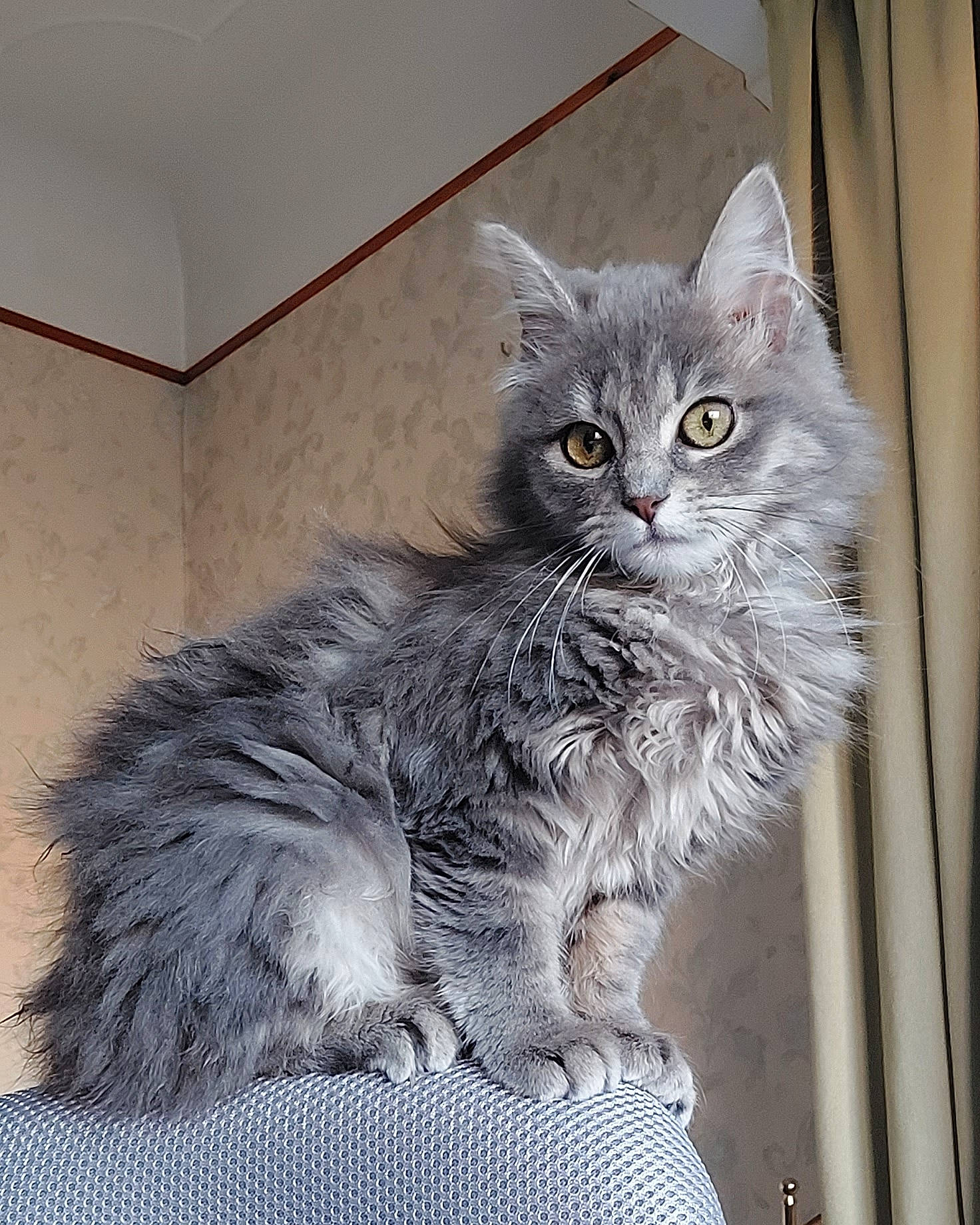 Bouboule a rejoint le concours — aidez-le/la à gagner de superbes lots ! british_longhair, carnivore, cat, claw, comfort, domestic_short_haired_cat, felidae, fur, grey, maine_coon, paw, sitting, small_to_medium_sized_cats, tail, terrestrial_animal, whiskers, window