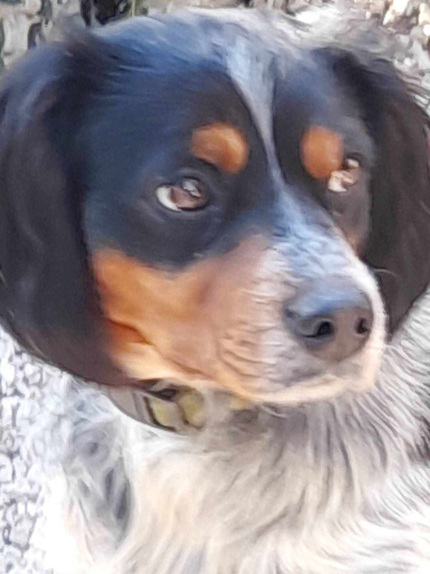 Tobby participe au concours pour gagner de l'argent avec cette photo : bernese_mountain_dog, canidae, carnivore, companion_dog, dog, dog_breed, fur, snout, sporting_group, terrestrial_animal, whiskers, working_dog