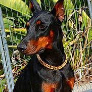 Phoebe Marie joined the competition — help win amazing prizes! dog, doberman, pet, animal, black_and_tan, collar, gold_chain, outdoor, fence, plant, leaf, portrait, canine, alert, sitting, sunlight, close_up, domestic_animal, watchful, nature