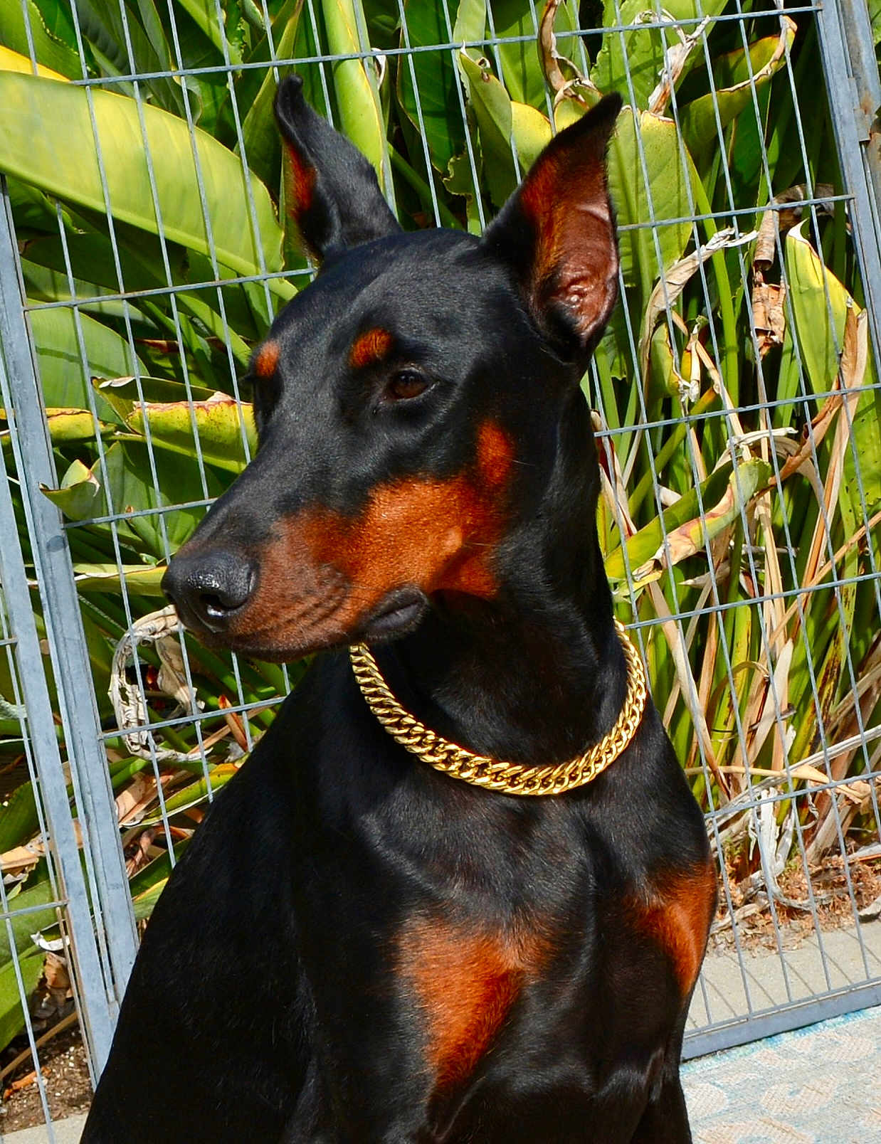 Phoebe Marie joined the competition — help win amazing prizes! dog, doberman, pet, animal, black_and_tan, collar, gold_chain, outdoor, fence, plant, leaf, portrait, canine, alert, sitting, sunlight, close_up, domestic_animal, watchful, nature