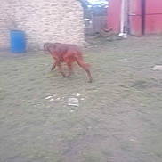 Tyron a rejoint le concours — aidez-le/la à gagner de superbes lots ! animal, backyard, barrel, blurred, brown_dog, building, canine, dog, grass, lawn, motion_blur, muddy, outdoor, overcast, red_shed, rural, shed, stone_wall, walking, yard