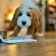 Stevie joined the competition — help win amazing prizes! animal, blurry_background, brown, closeup, cloth, curious, cute, dog, domestic, floor, fluffy, furniture, home, indoor, metal_bowl, pet, puppy, white, wooden_floor, young_dog