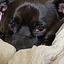 Luna is registered to the contest to win money with this photo: animal, black_dog, blanket, close_up, comfort, cozy, cute, dog, expression, eyes, face, fur, home, indoors, mammal, pet, portrait, resting, sleepy, snout