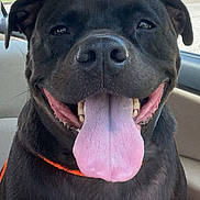 Luna is registered to the contest to win money with this photo: animal, black_dog, canine, car_interior, car_seat, close_up, daytime, dog, ears, fur, happy, nose, pet, seat, smiling, sunlight, tongue, tongue_out, vehicle, window