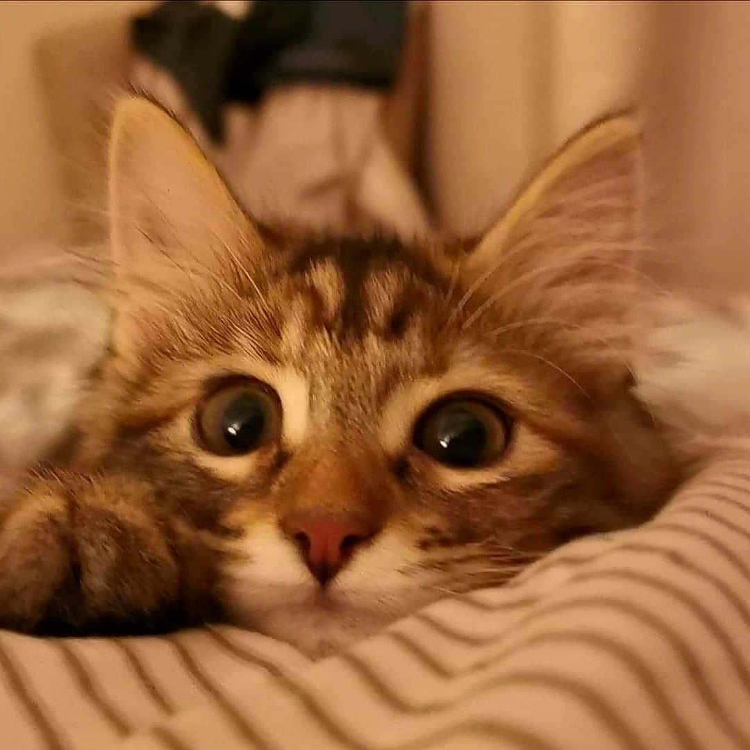 Kiara participe au concours pour gagner de l'argent avec cette photo : abyssinian, animal, bed, bedroom, blanket, cat, cushion, furniture, homedecor, indoors, kitten, manx, pet, quilt, room, snout