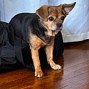 Bonnie is registered to the contest to win money with this photo: dog, small_dog, pet, indoor, wooden_floor, black_bag, curtain, brown_fur, black_fur, ears, cute, animal, companion, alert, standing, floor, domestic_animal, looking_away, one_ear_up, fur