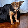 dog, small_dog, pet, indoor, wooden_floor, black_bag, curtain, brown_fur, black_fur, ears, cute, animal, companion, alert, standing, floor, domestic_animal, looking_away, one_ear_up, fur