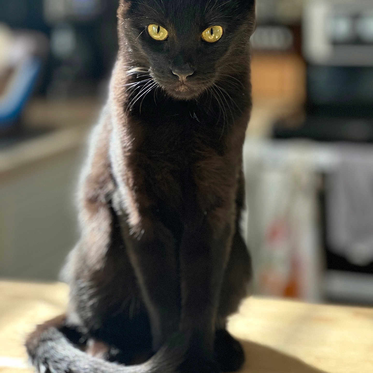Argon is registered to the contest to win money with this photo: animal, black_cat, blurry_background, cat, closeup, curious, domestic_cat, feline, fur, household, indoor, mammal, pet, portrait, sitting, soft_light, tail, whiskers, wooden_table, yellow_eyes