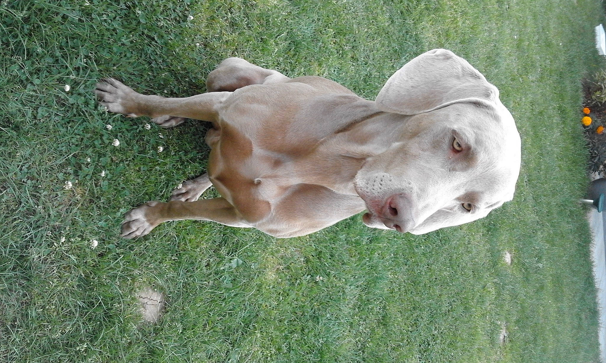 Hellios participe au concours pour gagner de l'argent avec cette photo : art, canidae, carnivore, companion_dog, dog, dog_breed, ear, fawn, grass, jaw, liver, non_sporting_group, plant, sculpture, snout, sporting_group, statue, tail, terrestrial_animal, working_animal