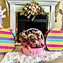 Cha is registered to the contest to win money with this photo: animal, basket, bunny_figurines, carpet, cute, decorative_eggs, dog, easter_basket, festive, fireplace, floral_arrangement, holiday_decor, indoor, pet, pink_clothing, portrait, sequin_outfit, small_dog, white_rug, yorkshire_terrier