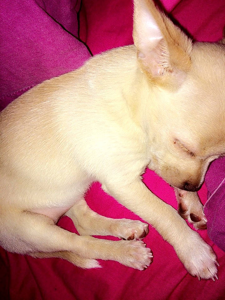 Netty participe au concours pour gagner de l'argent avec cette photo : canidae, carnivore, comfort, companion_dog, dog, dog_breed, ear, fawn, foot, fur, magenta, paw, pink, red, snout, terrestrial_animal, throat, toy_dog, whiskers, working_animal