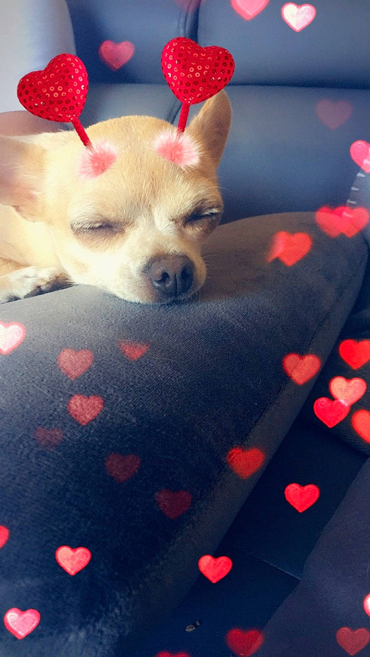 Netty a rejoint le concours — aidez-le/la à gagner de superbes lots ! black, carmine, carnivore, companion_dog, dog, dog_breed, dog_supply, fawn, flooring, fur, light, paw, pink, red, room, snout, sporting_group, tail, toy_dog, whiskers