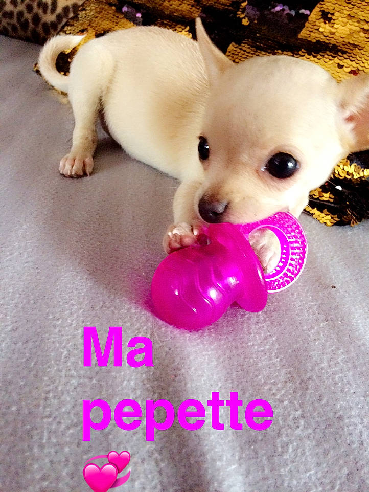 Netty a rejoint le concours — aidez-le/la à gagner de superbes lots ! balloon, carnivore, chihuahua, companion_dog, dog, dog_breed, dog_supply, fashion_accessory, fawn, magenta, mammal, pink, purple, snout, tail, textile, toy, toy_dog, white, working_animal