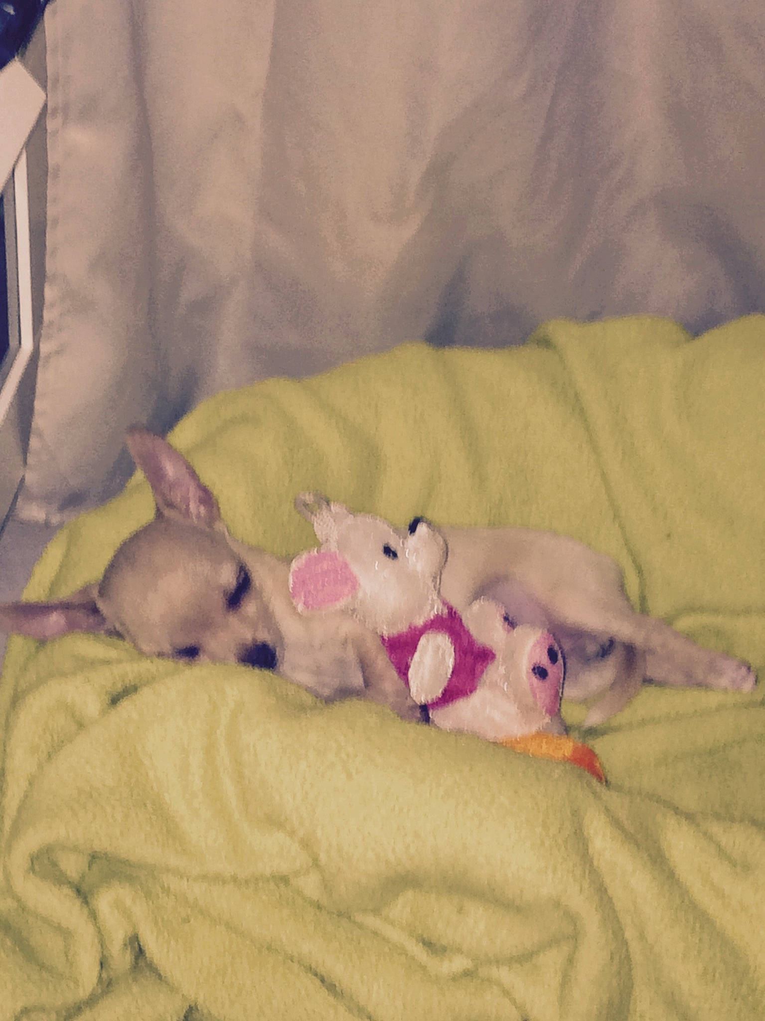 Netty participe au concours pour gagner de l'argent avec cette photo : bed, bedding, canidae, carnivore, cat, comfort, companion_dog, dog_breed, fawn, felidae, fur, linens, nap, paw, room, small_to_medium_sized_cats, snout, sporting_group, tail, whiskers