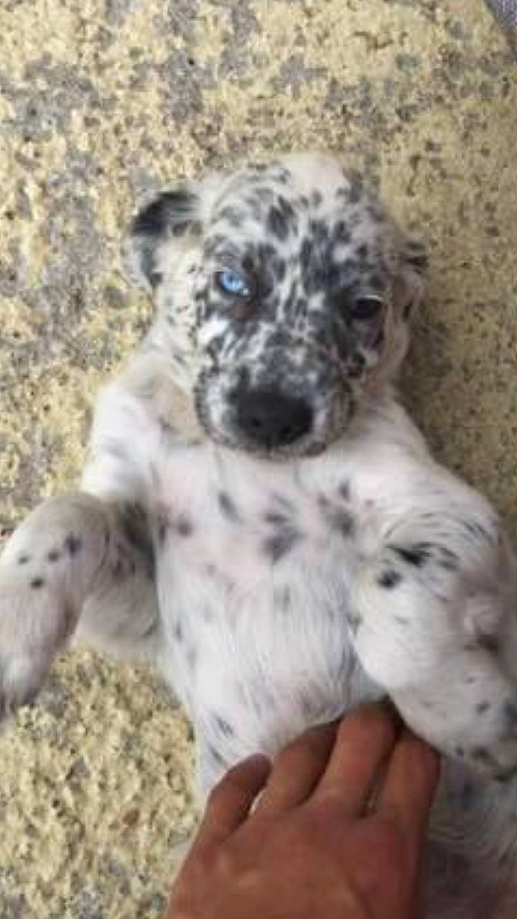 Olie participe au concours pour gagner de l'argent avec cette photo : canidae, carnivore, companion_dog, dog, dog_breed, fawn, fur, non_sporting_group, paw, puppy, snout, sporting_group, street_dog, terrestrial_animal, terrier, toy_dog, whiskers, working_animal