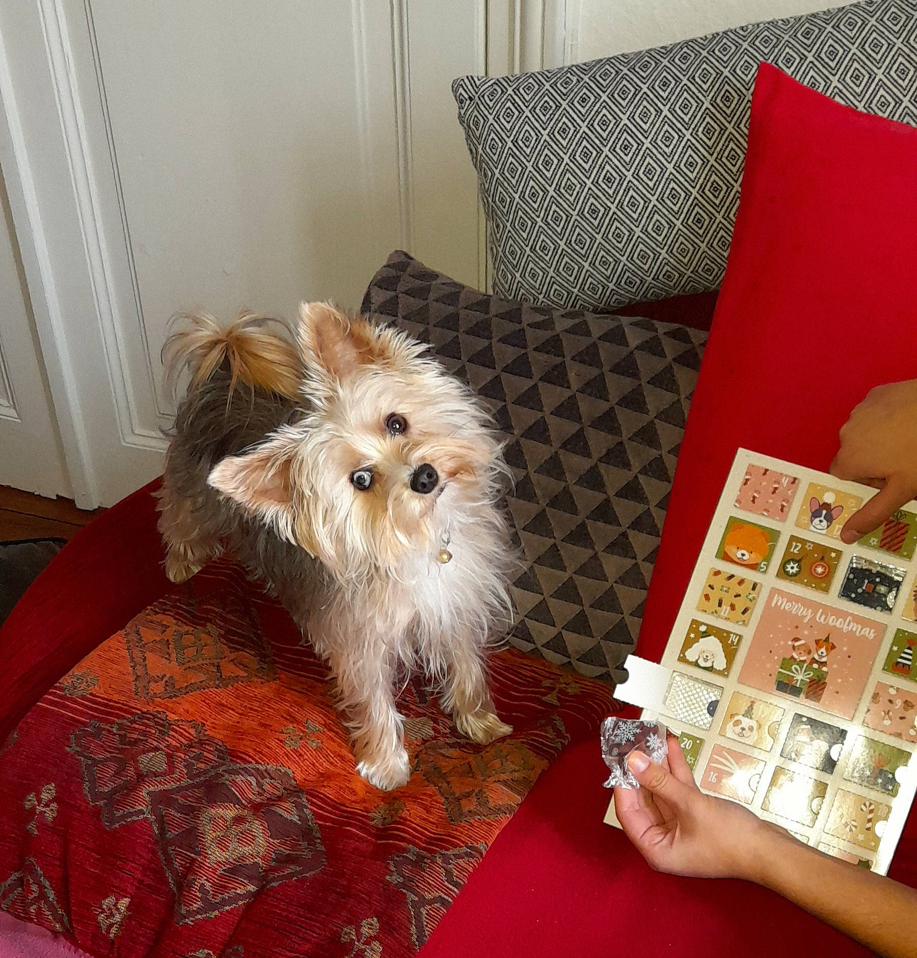 Pounchki a rejoint le concours — aidez-le/la à gagner de superbes lots ! carnivore, chair, comfort, companion_dog, couch, dog, dog_breed, dog_supply, door, floor, flooring, fur, pet_supply, pillow, small_terrier, sporting_group, terrier, toy_dog, wood, working_animal