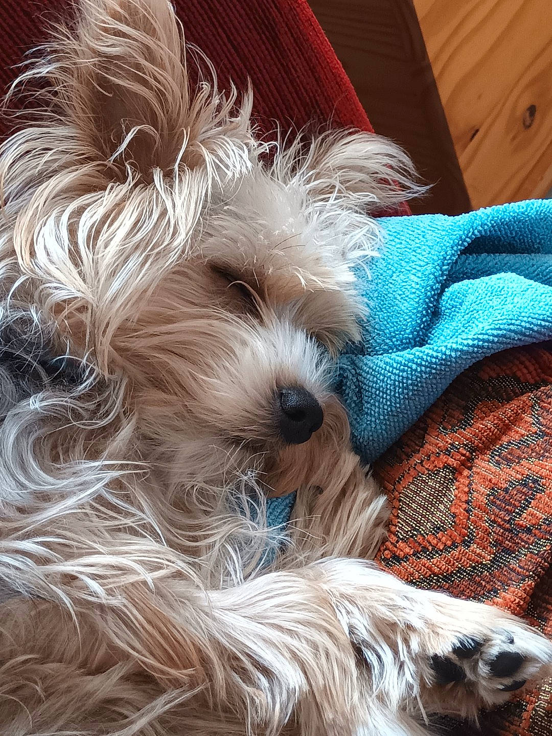 Pounchki participe au concours pour gagner de l'argent avec cette photo : canidae, carnivore, companion_dog, dog, dog_breed, dog_clothes, dog_collar, dog_supply, fawn, fur, maltepoo, puppy, puppy_love, small_terrier, snout, sporting_group, terrier, toy_dog, working_animal, yorkipoo