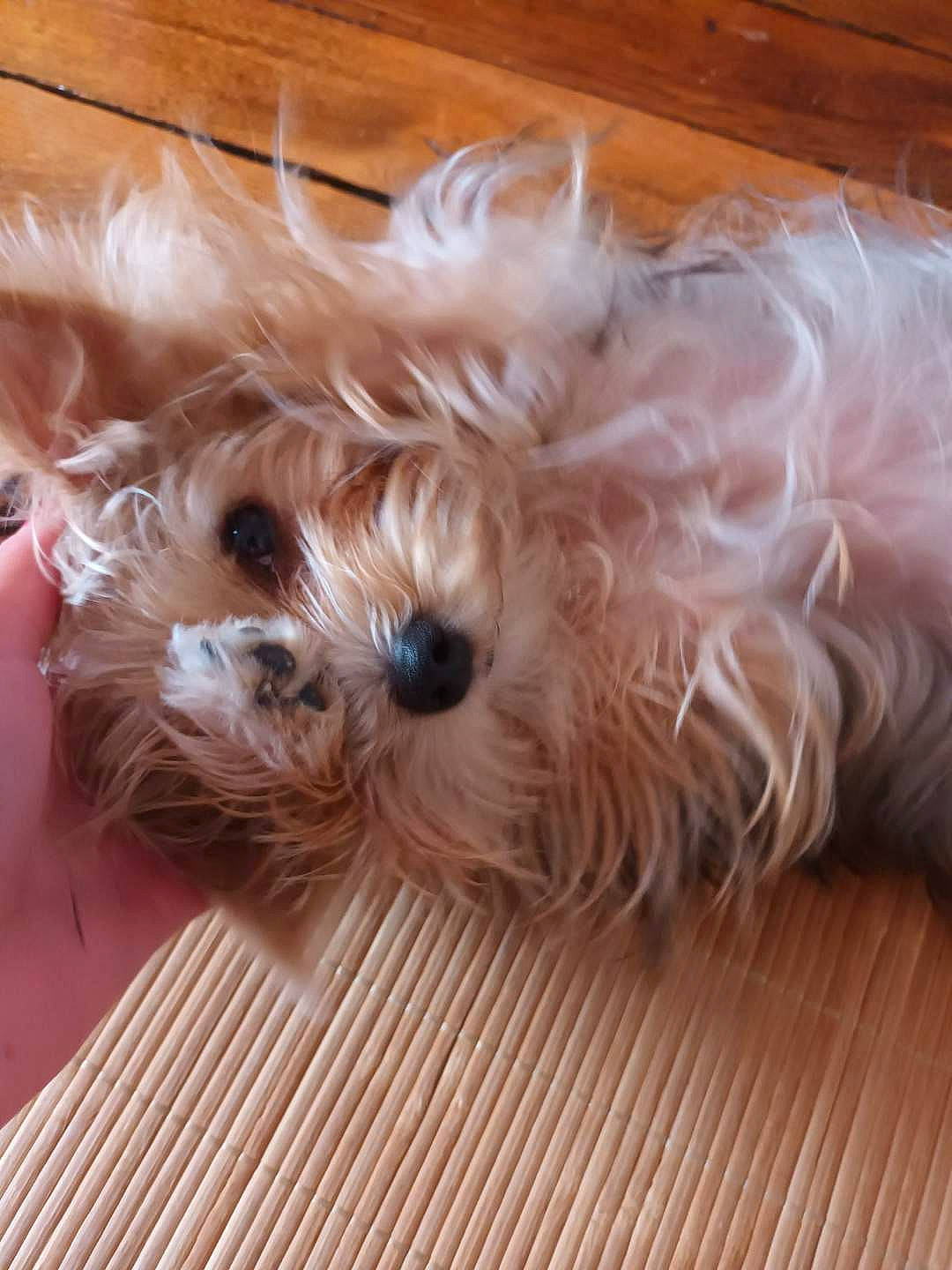 Pounchki participe au concours pour gagner de l'argent avec cette photo : biewer_terrier, canidae, carnivore, companion_dog, dog, dog_breed, firefighter, fur, hardwood, liver, maltepoo, non_sporting_group, poodle_crossbreed, small_terrier, sporting_group, terrier, toy_dog, wood, working_animal, yorkipoo