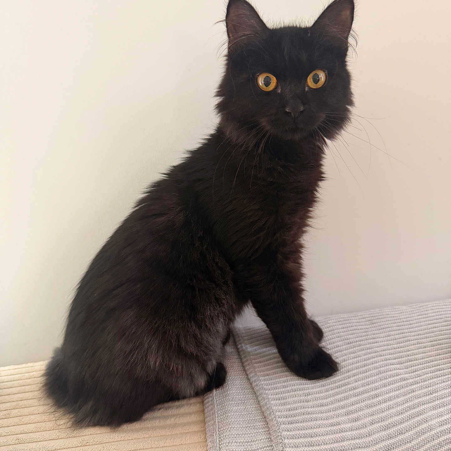 Boréa participe au concours pour gagner de l'argent avec cette photo : cat, black_cat, pet, animal, feline, sitting, indoor, fur, whiskers, ears, eyes, curious, texture, blanket, couch, home, domestic, portrait, mammal, cute