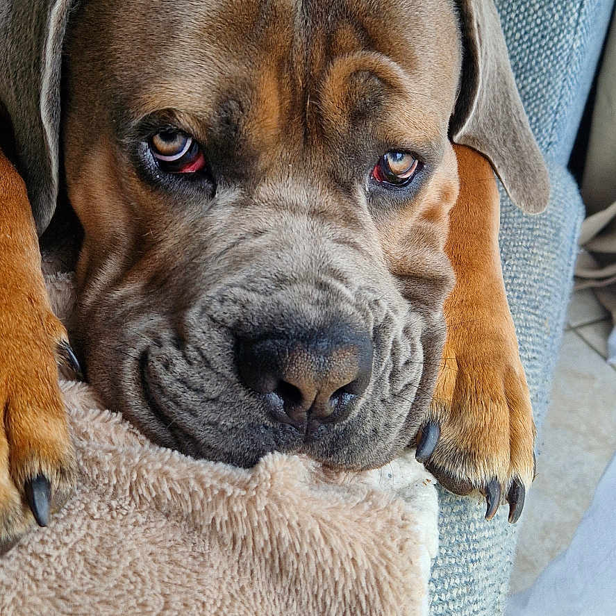 Vegas a rejoint le concours — aidez-le/la à gagner de superbes lots ! dog, brown_dog, boxer, wrinkled_face, floppy_ears, paw, claws, pet, couch, blanket, indoor, portrait, close_up, lying_down, relaxed, serious_expression, brown_fur, animal, home, photography