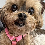 Maggie joined the competition — help win amazing prizes! dog, close_up, indoor, pink_harness, small_dog, fluffy, pet, curious, cute, fur, face, animal, domestic_animal, looking, expression, teeth, eye_reflection, calendar, door, floor