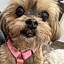 dog, close_up, indoor, pink_harness, small_dog, fluffy, pet, curious, cute, fur, face, animal, domestic_animal, looking, expression, teeth, eye_reflection, calendar, door, floor