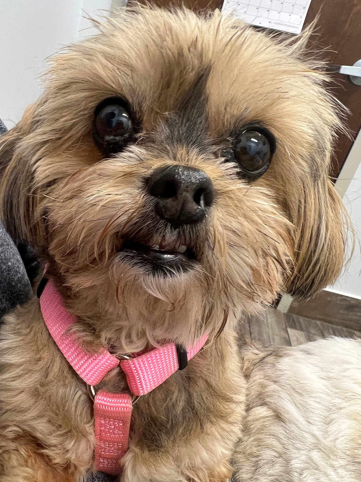 Maggie joined the competition — help win amazing prizes! dog, close_up, indoor, pink_harness, small_dog, fluffy, pet, curious, cute, fur, face, animal, domestic_animal, looking, expression, teeth, eye_reflection, calendar, door, floor